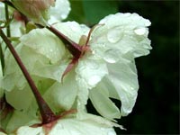 white-blossom-dew