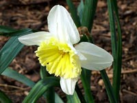 white-daffodil-closeup