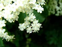 white-flower-closeup-detail