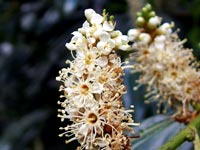 white-flower-closeup