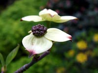 white-flower-pair