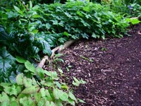 woodland-garden-path