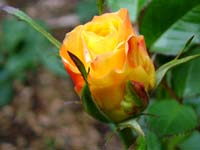 yellow-rose-bud