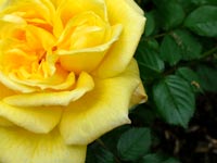yellow-rose-green-leaves