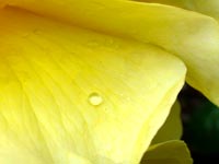 yellow-rose-petal-closeup