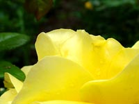 yellow-rose-petal-leaf