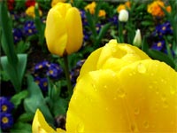 yellow-tulip-blue-petunia