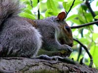 yet-another-squirrel