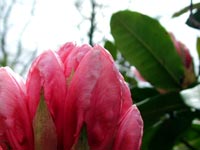 young-rhododendron