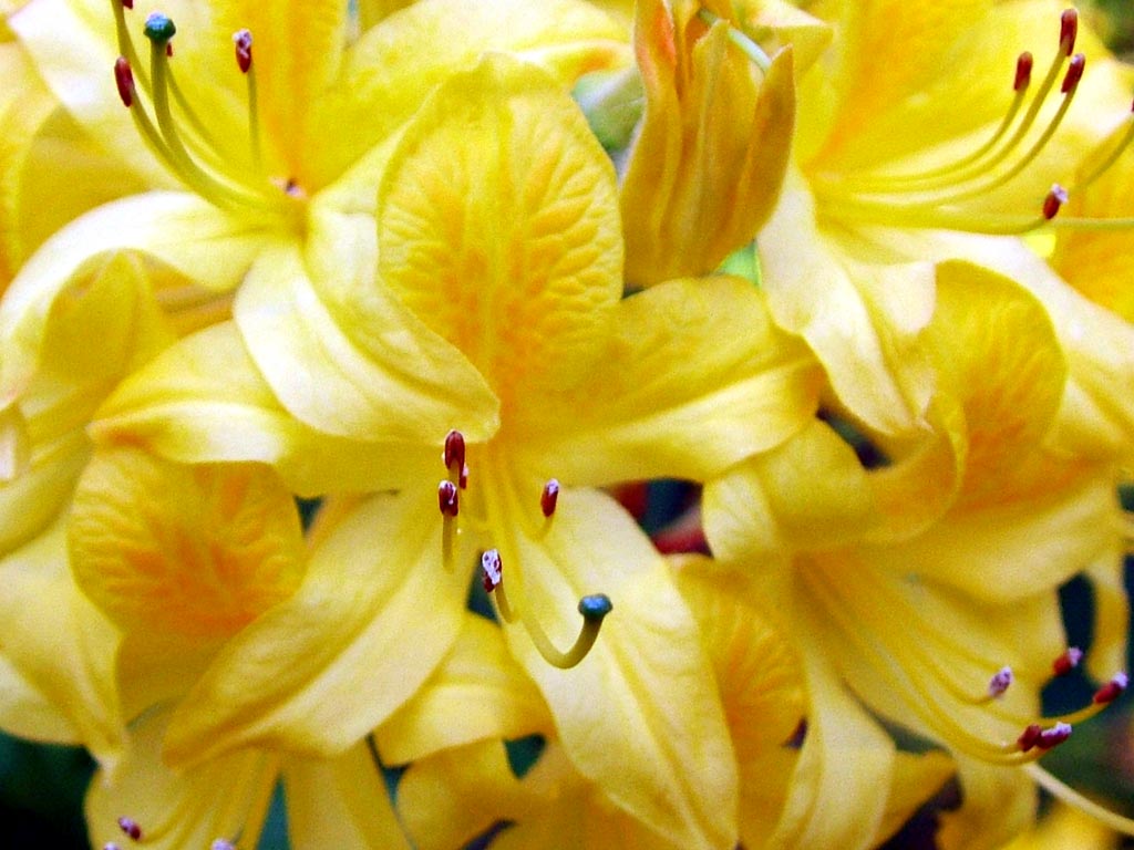 Yellow отзывы Yellow отзывы