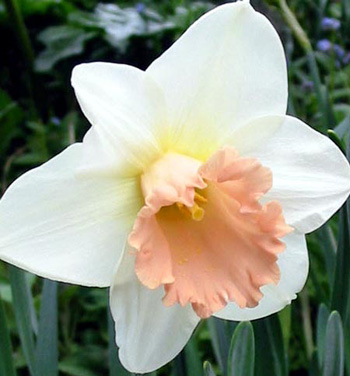  Another beautiful daffodil. 