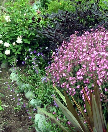 A planting in the Dog-Path Garden. A planting in the Dog-Path Garden.