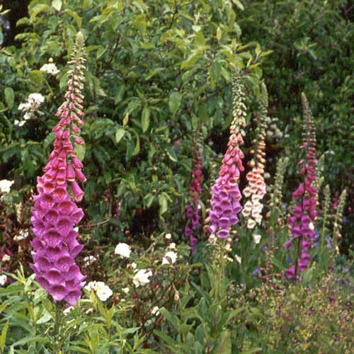  Foxgloves are great for filling up spaces in the garden. 