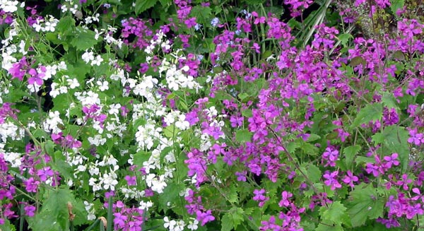  Honesty's proper name is Lunaria, probably because of its round silver seedpods. 