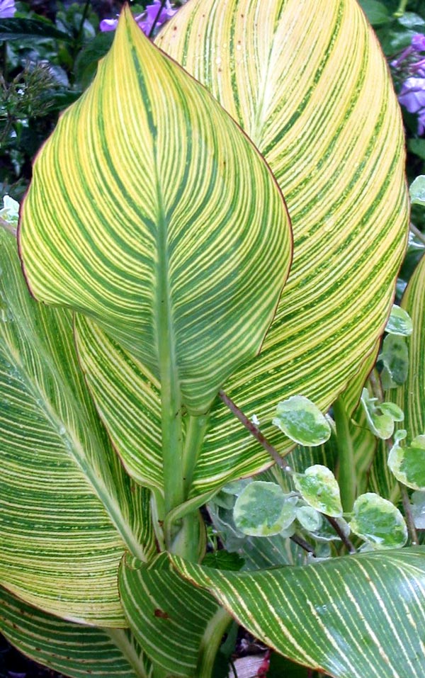  Beautiful striped foliage. 