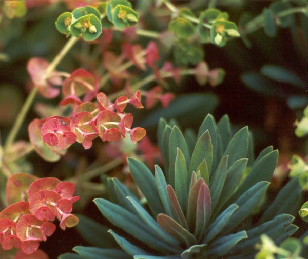  Euphorbia martinii.