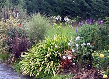Iris japonica discount