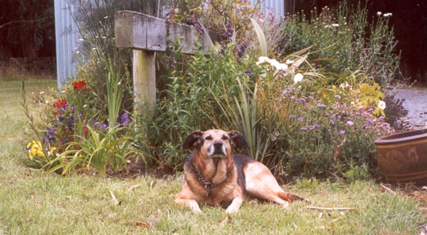  Taj-dog relaxing in the Stables Garden sun. 