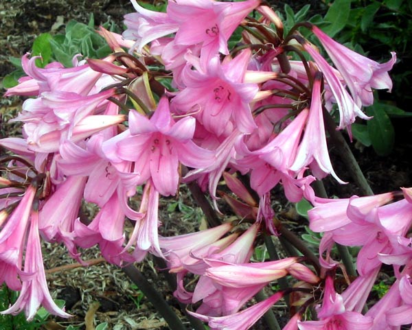 Beautiful bulbs for a sunny spot. Beautiful bulbs for a sunny spot.