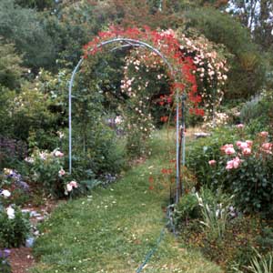  The original roses successfully covered the house-side arches. 