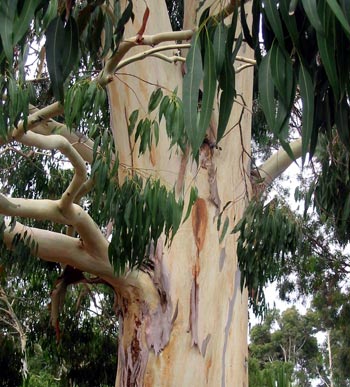  Eucalypts make poor rhododendron neighbours. 