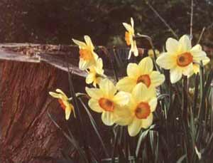  Beautiful lemon daffodils with red centers. 
