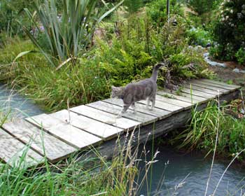 Ferns and flaxes look good near water. Ferns and flaxes look good near water.