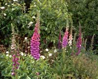  Foxgloves are rewarding plants. 