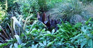  Plants in here include cannas, iris confusa and mountain grass. 