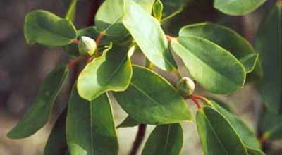  Rhododendron foliage and buds. 