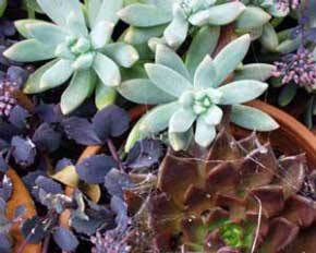  An assortment of succulents, complete with spiders webs. 