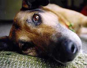  Taj-dog's nose in close-up. 