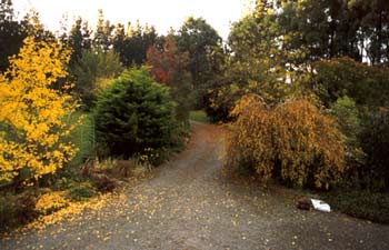  Autumn leaves in the driveway. 