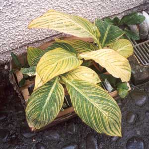  These are the striped Canna named 'Pretoria'. They have only just been released in New Zealand. 