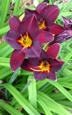  This daylily has Heuchera Purple Palace planted at its feet, along with a rich dark red flax for company. 