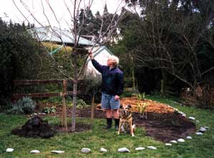  Stephen and Taj-dog survey the new tree while Sifter the cat tests the branches. 