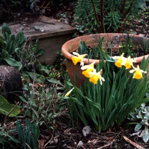  Slowly spring is starting to colour the garden. 