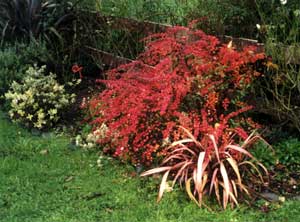  Berberis and small red flax. 