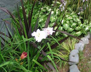  Japanese iris, hostas, and a rogue daylily by the dogpath. 