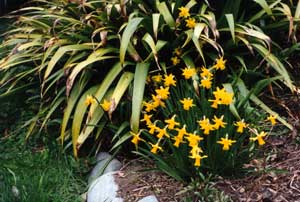  The iris confusa is a little frost damaged. 