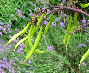  The large bright green bean like pods are perfect for stylish floral arrangements. 