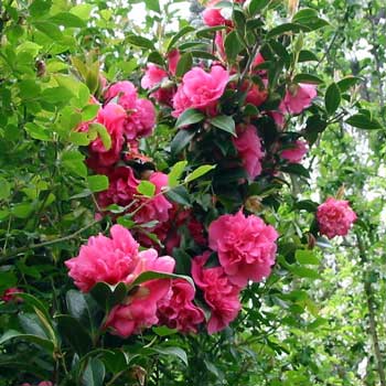  This camellia is in the car lay-by garden near the house. 