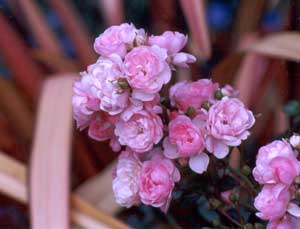  Fairy Rose in front of a red flax. 