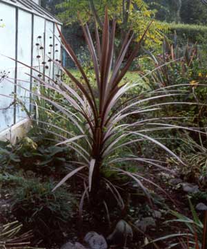  This red Cordyline started life in a patio pot. 