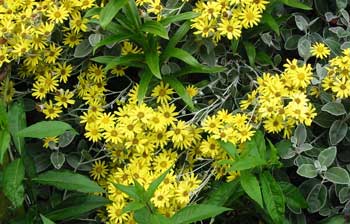  One of the best yellow flowering summer shrubs. 