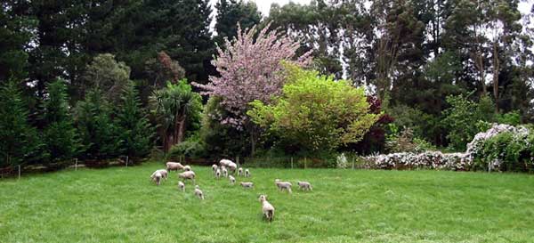 The ewes and their lambs are in here temporarily to eat down the grass. 