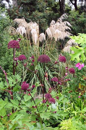  This angelica is a biannual, and happily self seeds in the hen-house garden. The bees love it. 