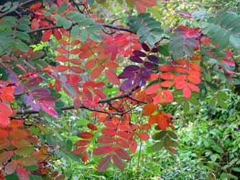  The autumn colours on the sorbus leaves are rich and varied. 