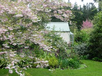  The view from the flowering cherry looking back towards the house. 