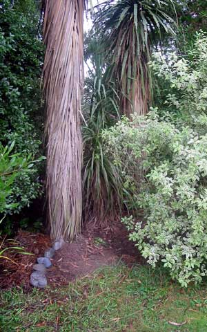  The path into the Hump starts by the big Cabbage tree. 